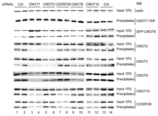 graphic file with name rna-10-267-g4.jpg