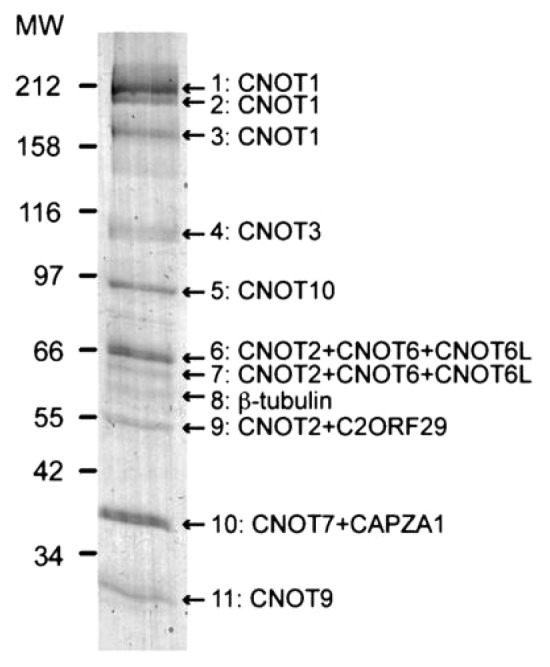 graphic file with name rna-10-267-g1.jpg