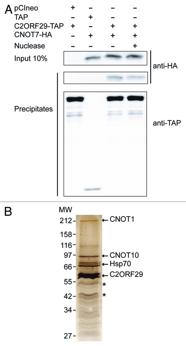 graphic file with name rna-10-267-g3.jpg