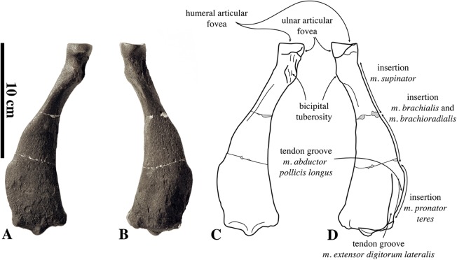 Figure 18