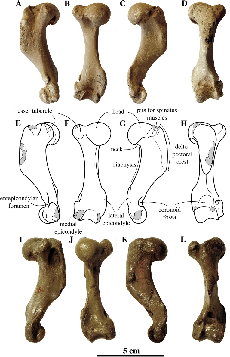 Figure 13