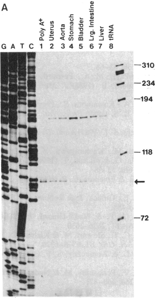 graphic file with name pnas01073-0314-a.jpg