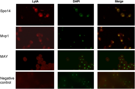 Figure 4 