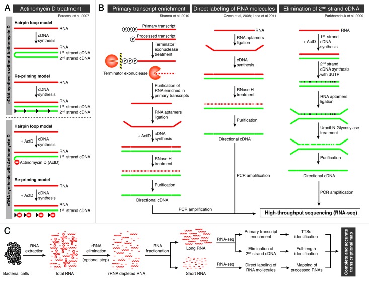 graphic file with name rna-9-1039-g2.jpg