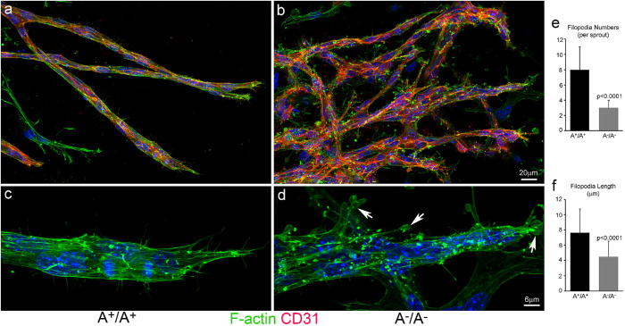 FIGURE 6: