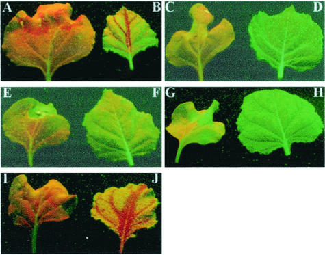 FIG. 6.