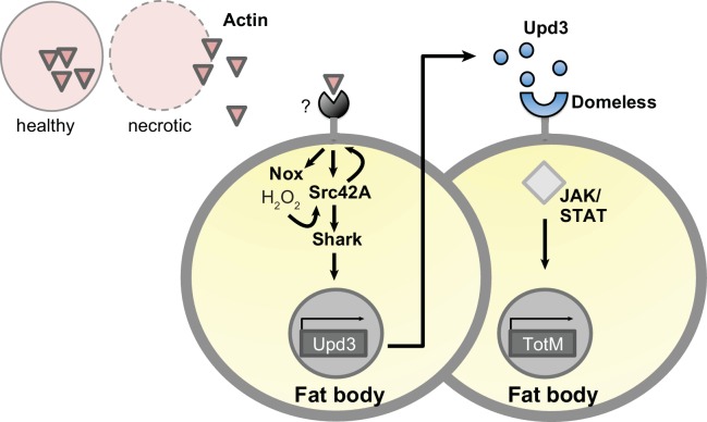 Figure 8—figure supplement 1.