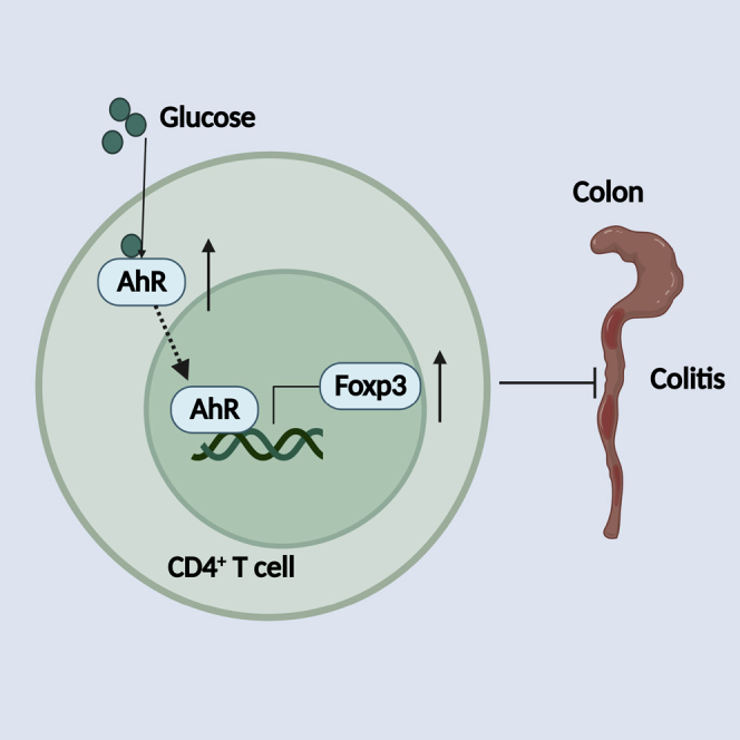 Glucose Promotes Regulatory T Cell Differentiation To Maintain 