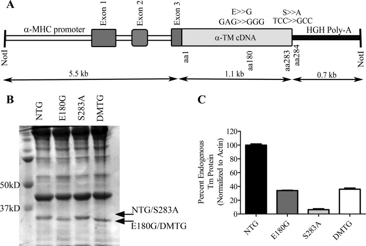 FIGURE 1.