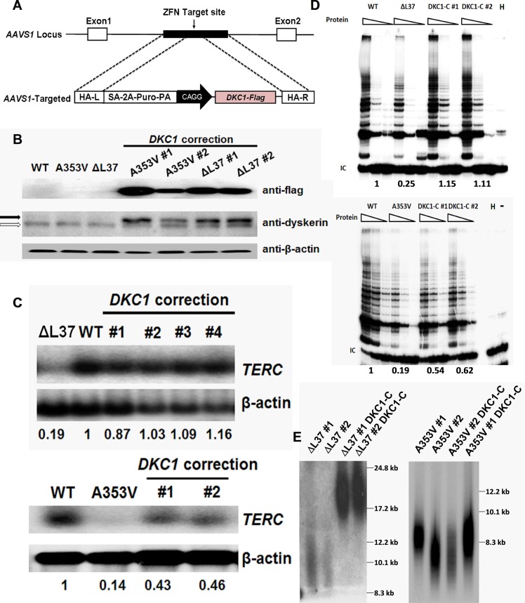 Fig 3