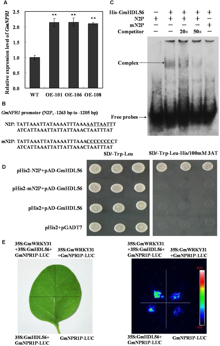 FIGURE 6