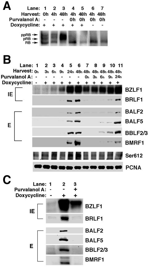 FIG. 5.