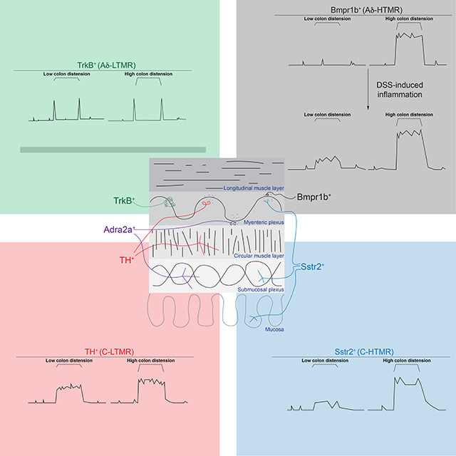 graphic file with name nihms-1921764-f0001.jpg