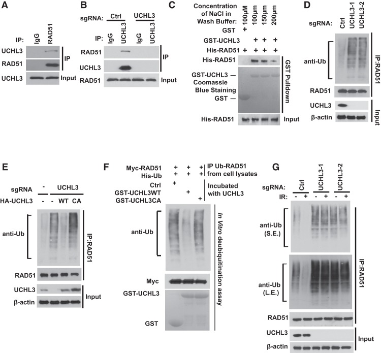 A phosphorylation–deubiquitination cascade regulates the BRCA2–RAD51 ...