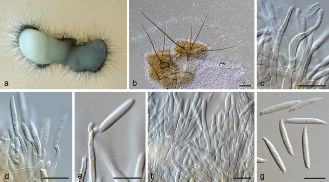 Fig. 23