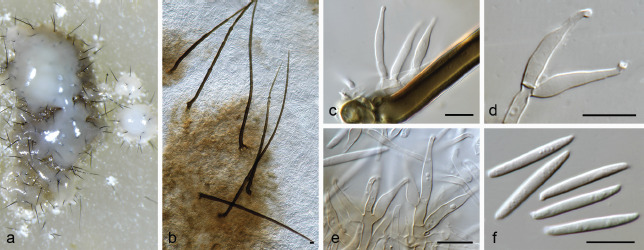 Fig. 24