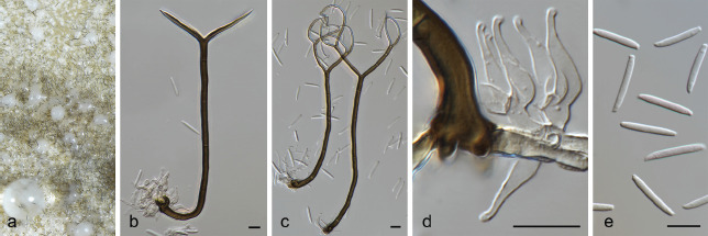 Fig. 22
