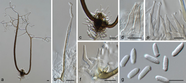 Fig. 29