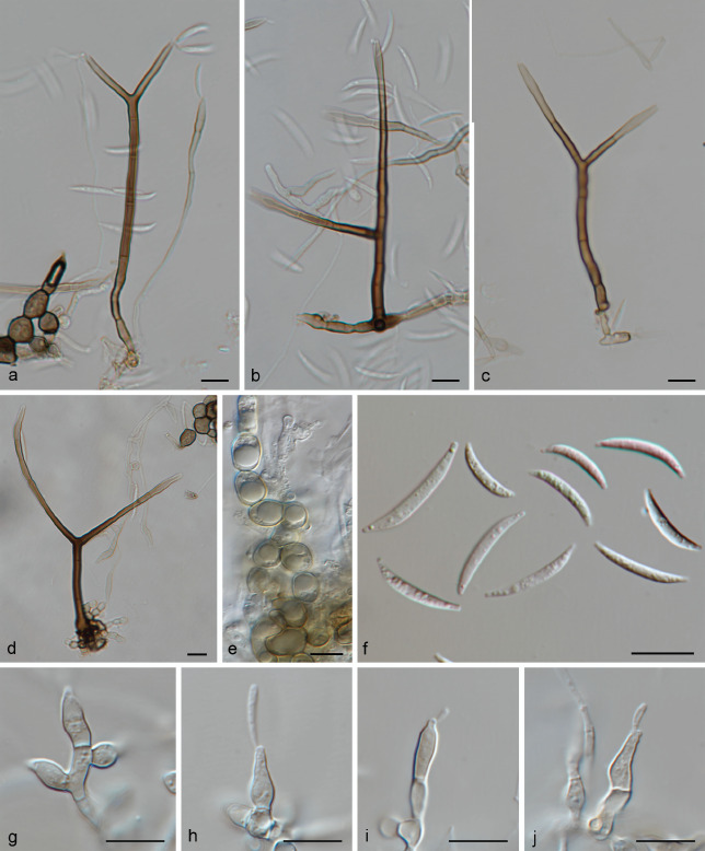 Fig. 17