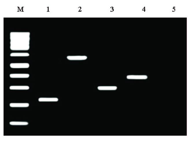 [Table/Fig-5]: