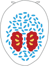 Fig. 1.