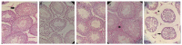 Fig.2