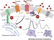 Graphical Abstract