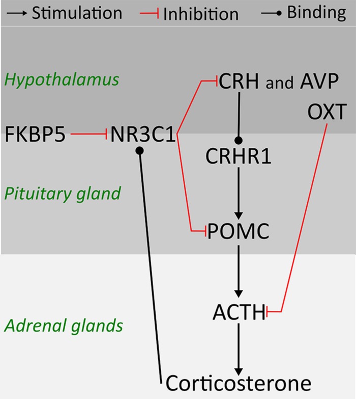 FIGURE 1