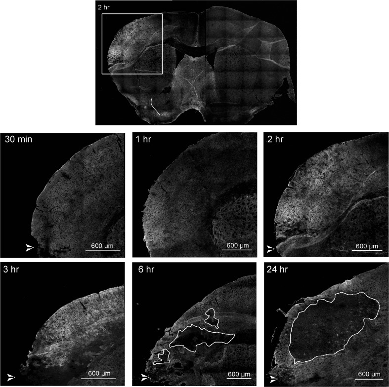 Fig. 3