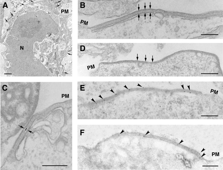 FIG. 8.