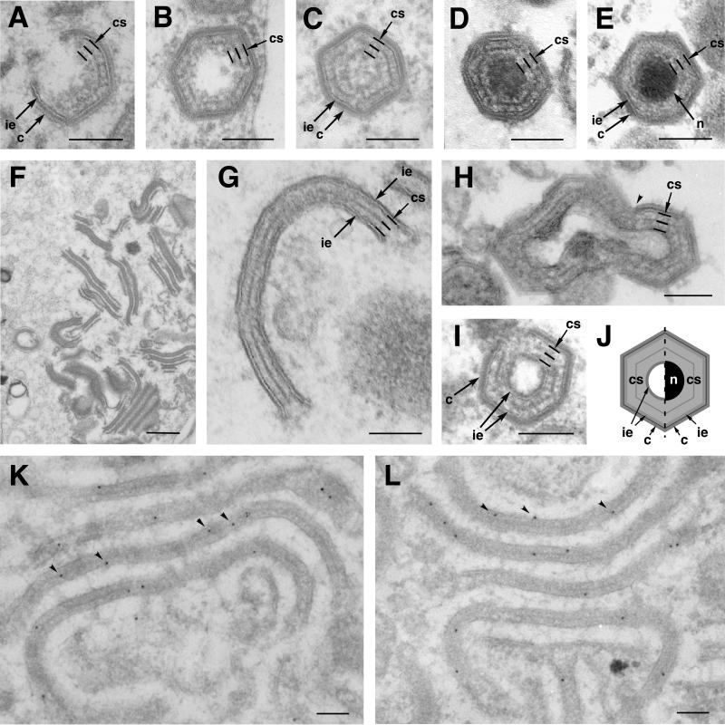 FIG. 5.