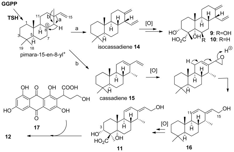 Scheme 2