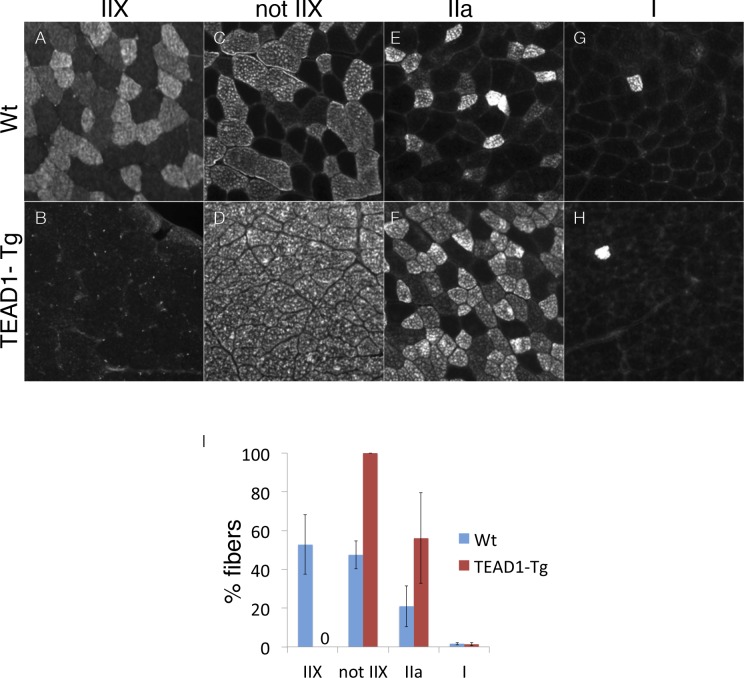 Figure 1—figure supplement 1.