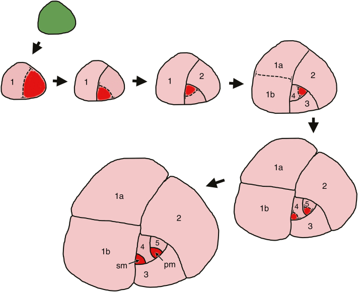 Fig. 7.