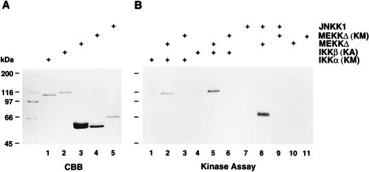 FIG. 5