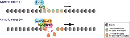 Figure 1