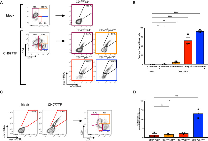 Detection of HIV-1 mRNA by RNA flow-FISH in mock- or HIV-1 CH077 WT-infected primary CD4 T cells, based on surface CD4 and intracellular p24 detection.