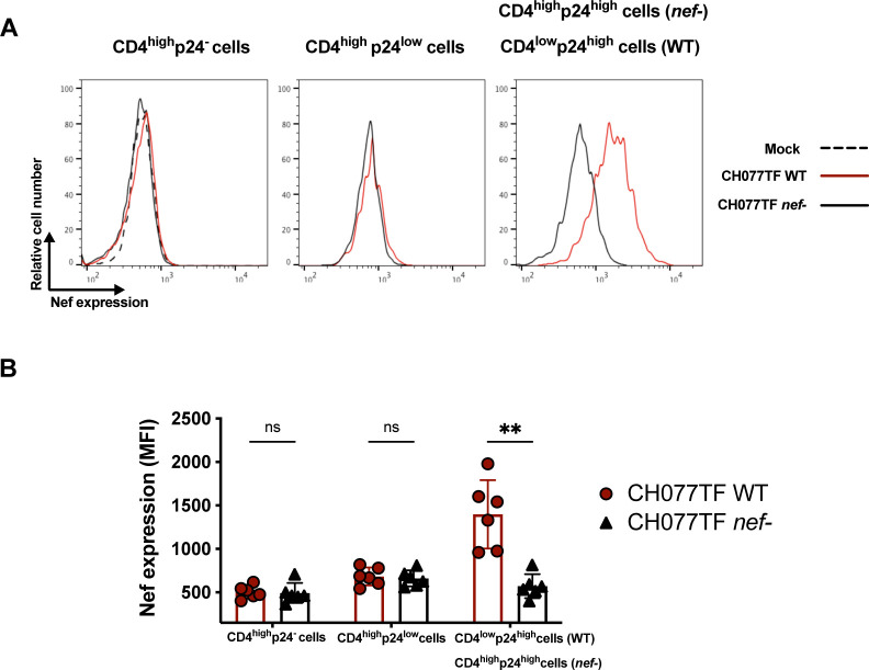 Flow cytometry analysis showing Nef expression levels in CD4 T cell, mock-infected or infected with either WT or nef-defective HIV-1 CH077TF, based on surface CD4 and intracellular p24 detection.