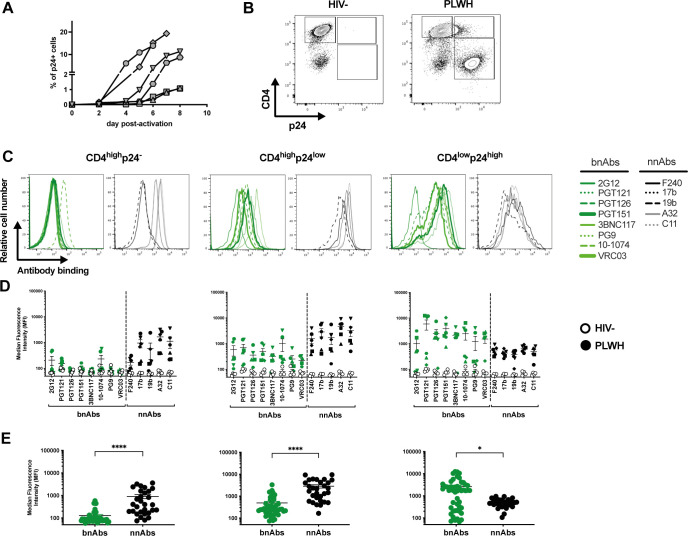 Flow cytometry analyses showing the recognition of ex vivo-expanded CD4 T cells isolated from PLWH by bnAbs and nnAbs, based on surface CD4 and intracellular p24 detection.