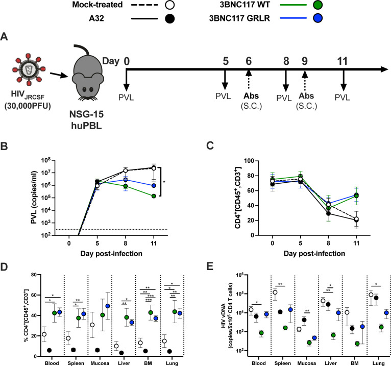 Diagram and graphs showing the impact of bnAbs or nnAbs treatment of HIV-infected humanized mice on the viral load, the percentages of CD4+ T cells and the size of HIV-1 reservoir.