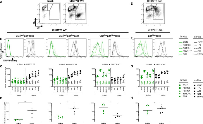 Flow cytometry analyses showing the recognition of primary CD4 T cells, mock-infected or infected with either WT or nef-defective HIV-1 CH077TF, by bnAbs and nnAbs based on surface CD4 and intracellular p24 detection.