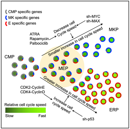 graphic file with name nihms-1515792-f0001.jpg