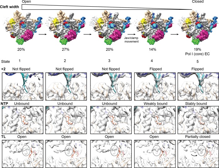 Figure 5—figure supplement 1.