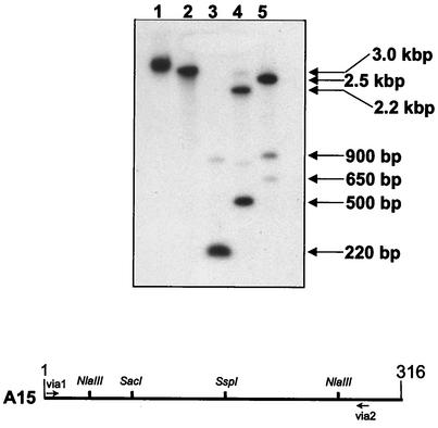 FIG. 9.