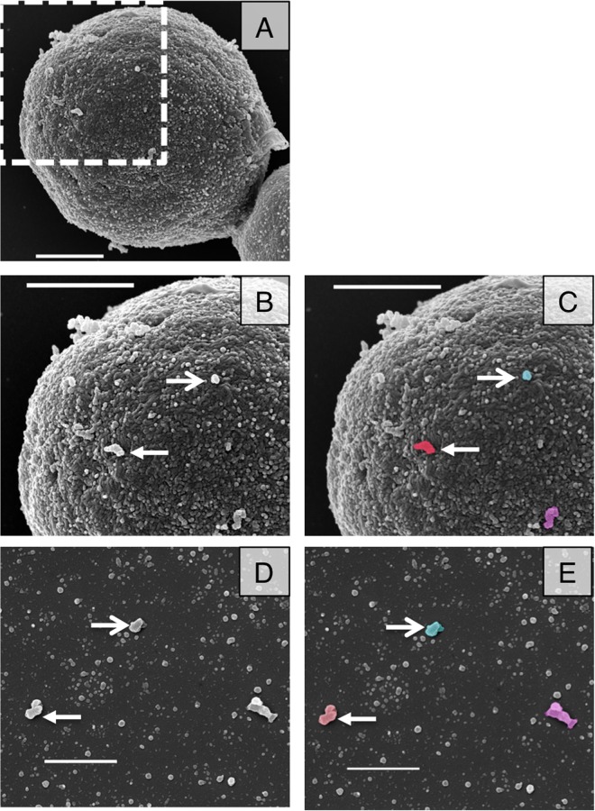 FIG 2