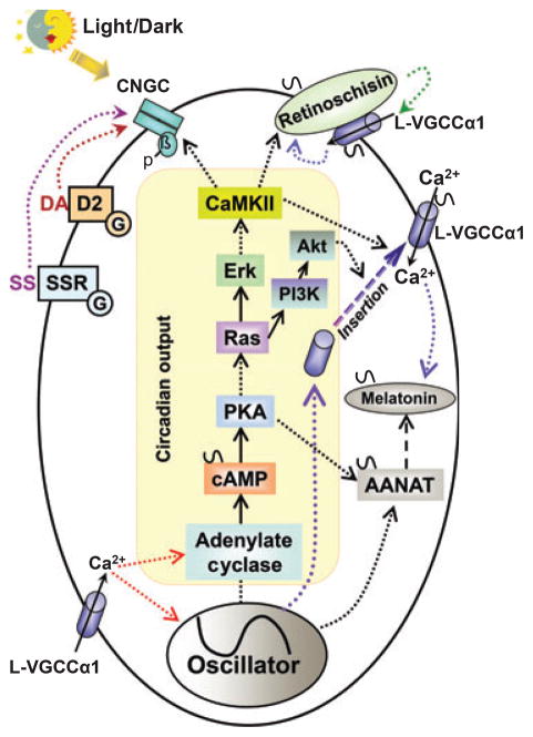 Fig. 3