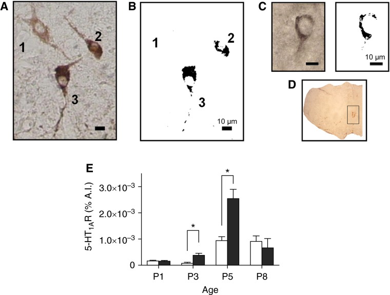 Figure 5.