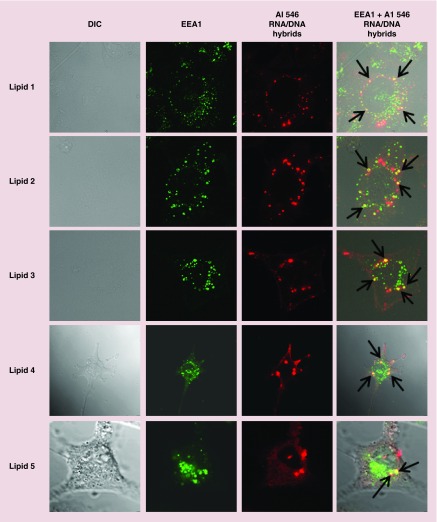 Figure 10. 