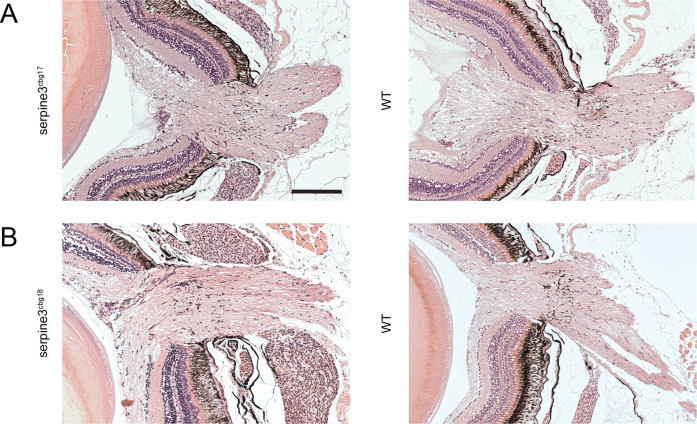 Figure 4—figure supplement 4.