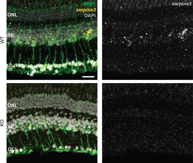 Figure 3—figure supplement 1.